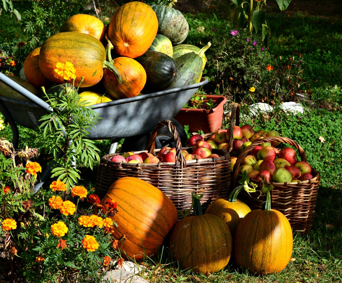 Урожай овощей и фруктов