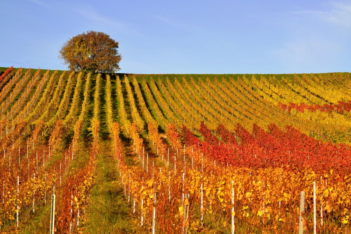 Равнинные холмы виноградники Крыма