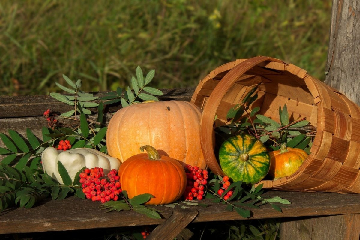 Летний урожай