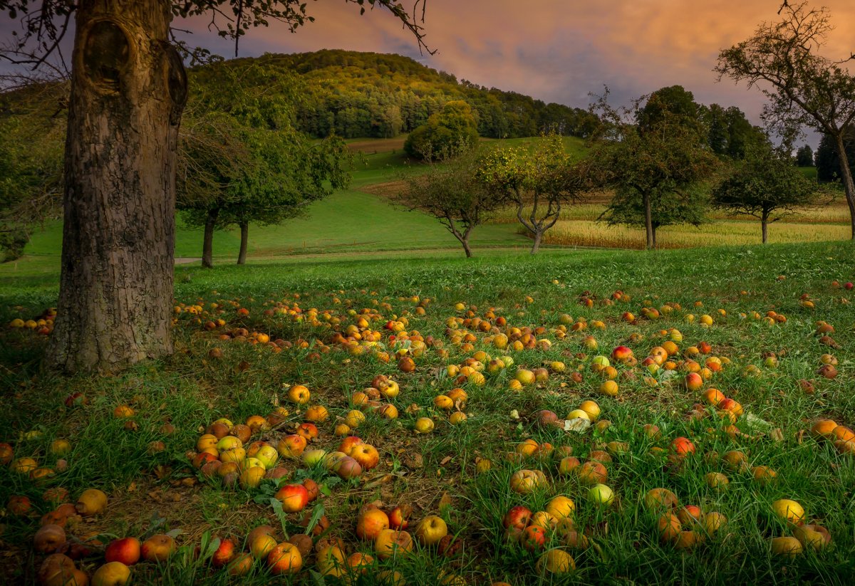 Яблоневый сад вечером