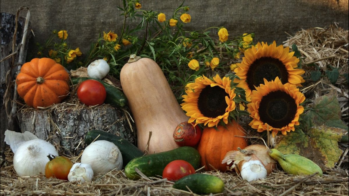 Натюрморт урожай