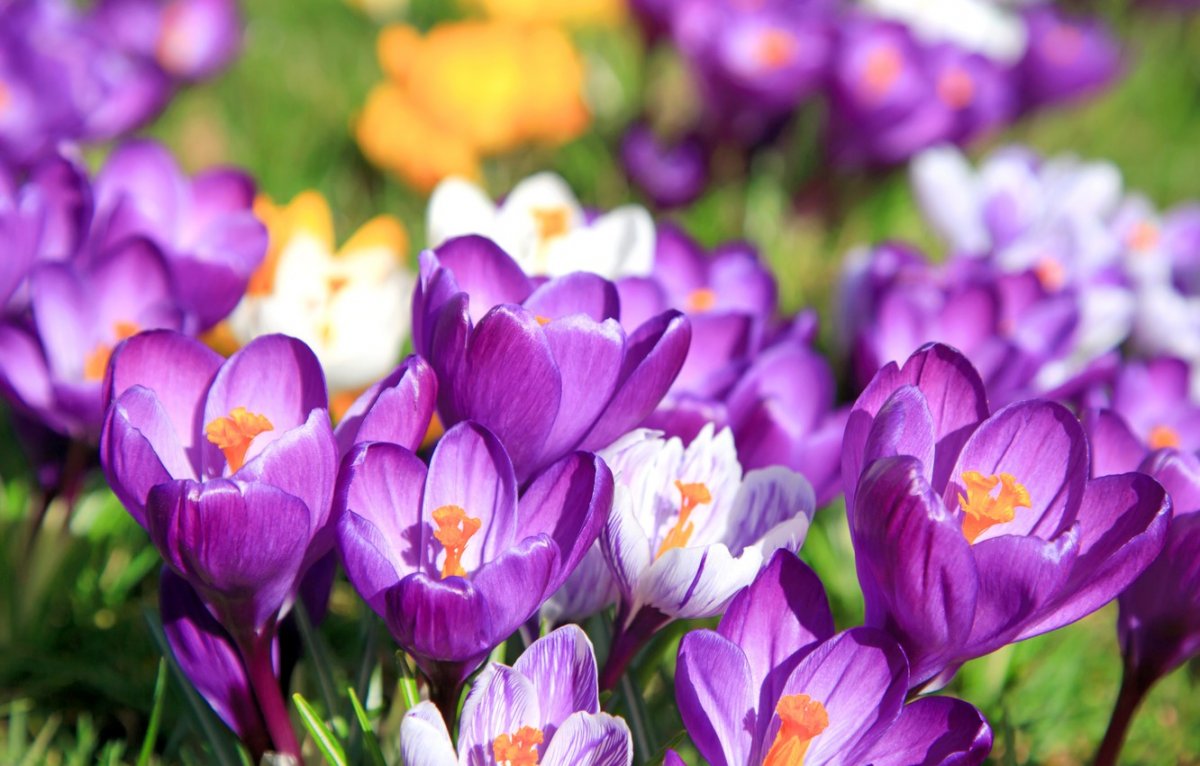 Цветение крокусов