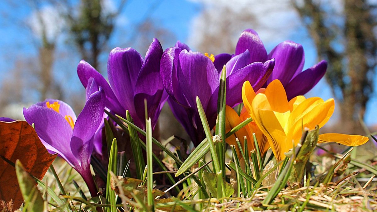 Крокусы желтые и фиолетовые