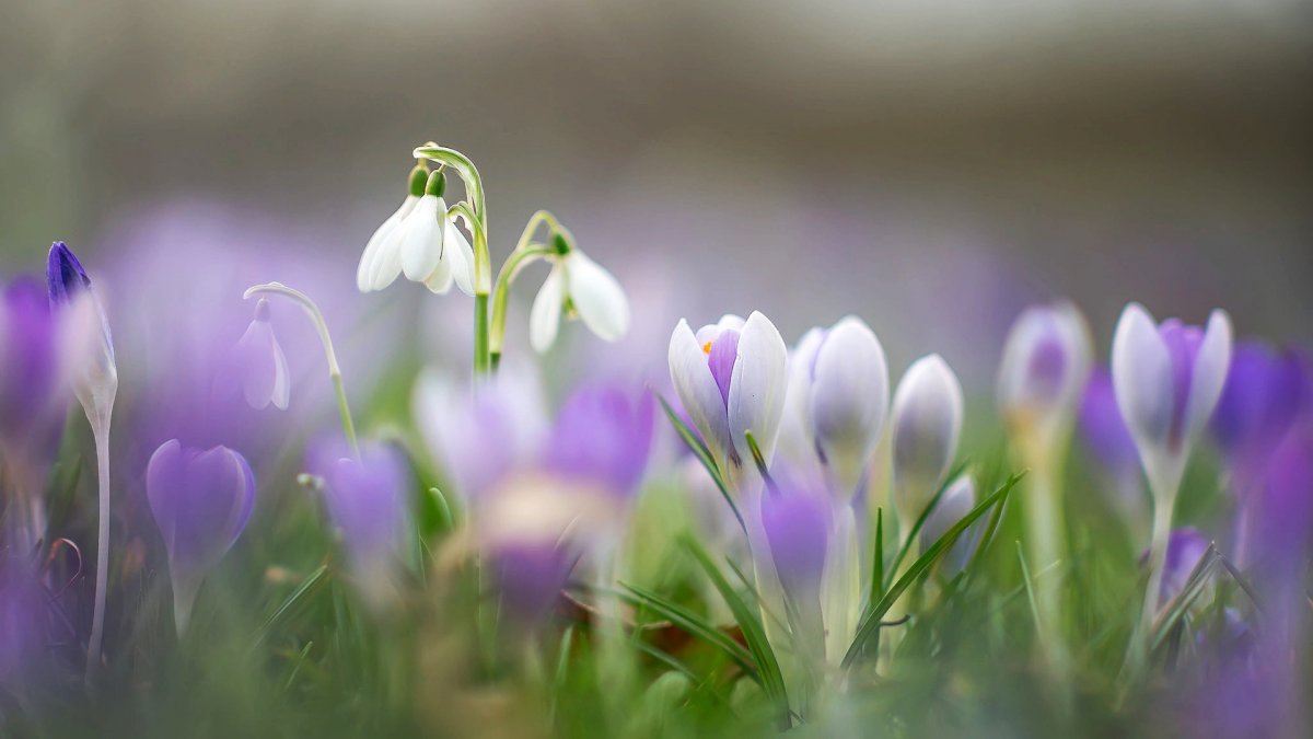 Первоцветы - подснежники, Ландыши?