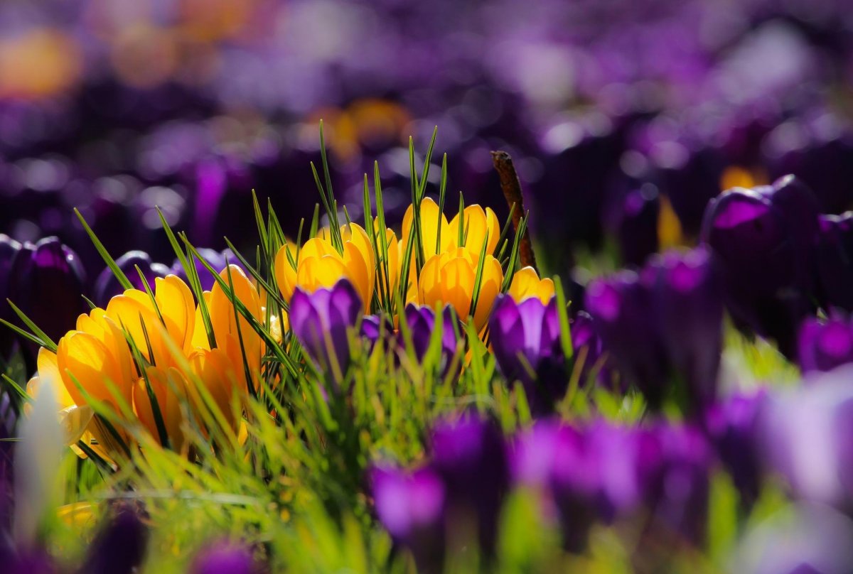 Весенние цветы картинки