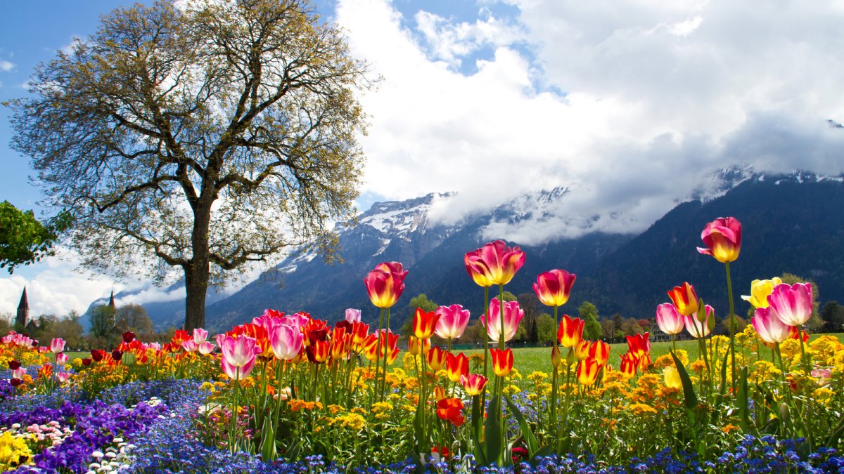 Альпийские Луга Швейцария