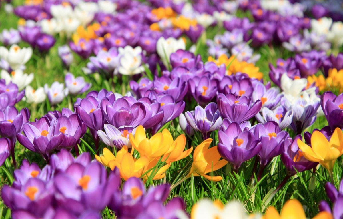 Весенние цветочки