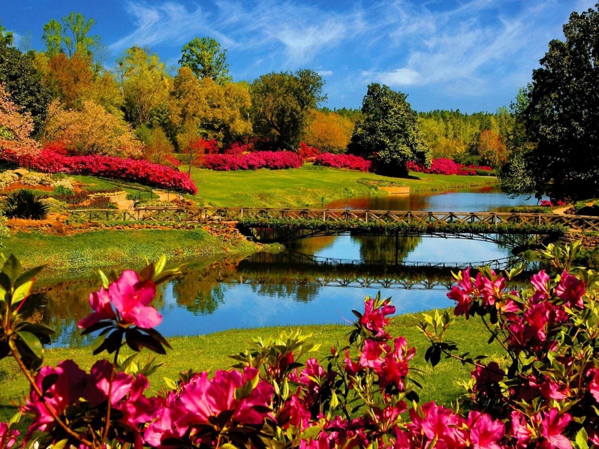 Природа цветы