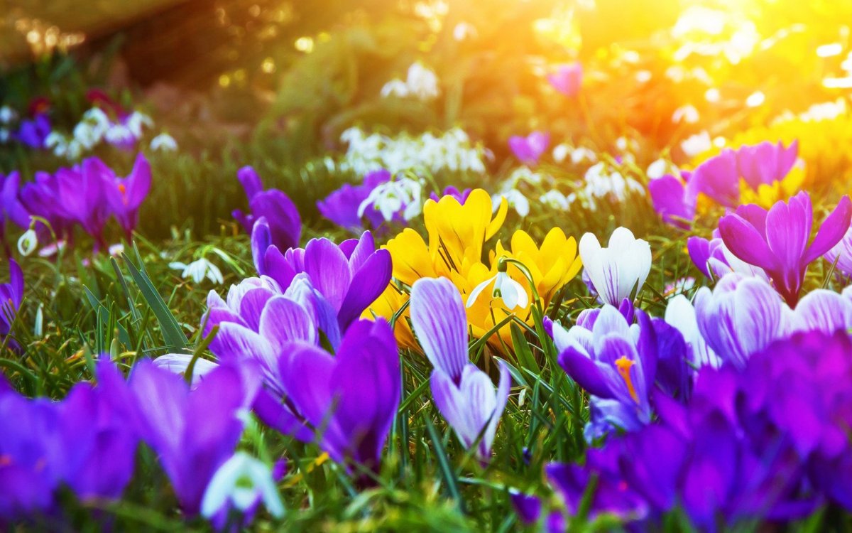 Весенние цветы