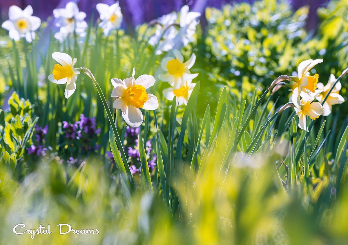 Весна солнце цветы