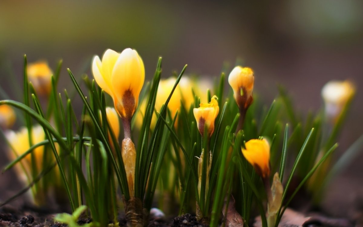 Апрель желтые первоцветы