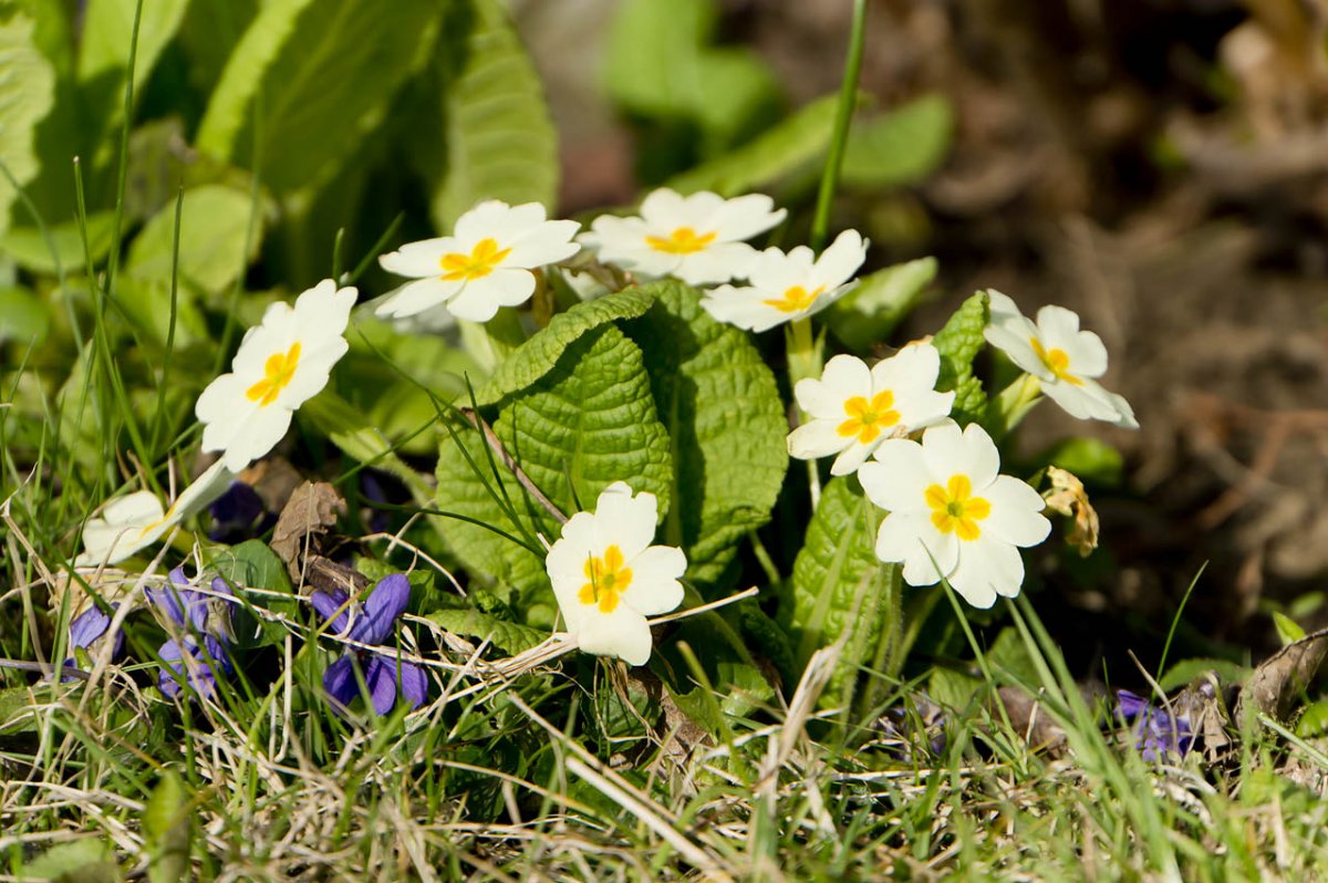 Первоцвет Комарова