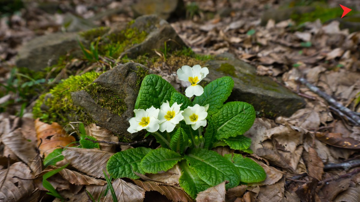 Первоцветы в горах