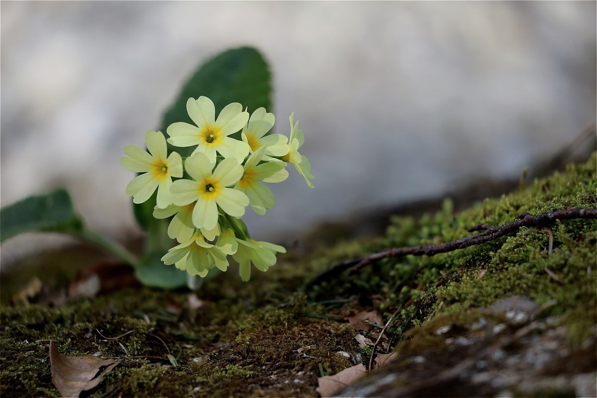 Фото первоцветы на пне