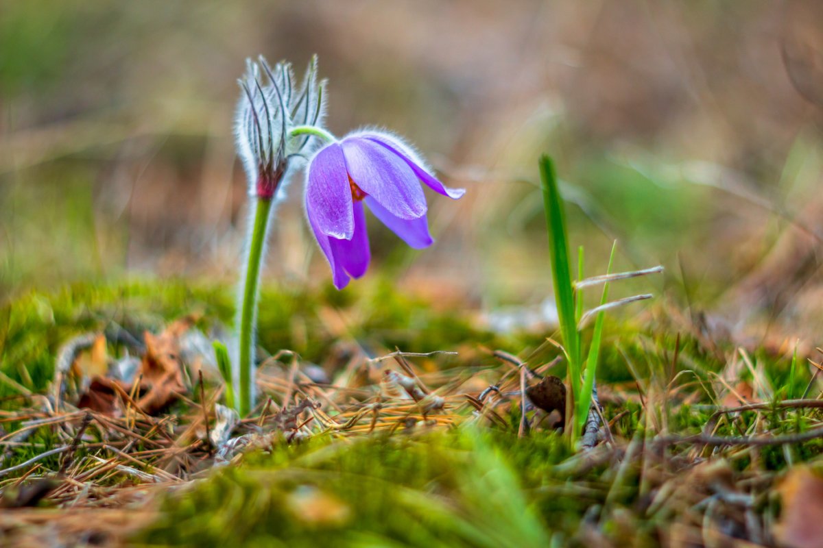 Первоцветы Центрально лесного заповедника
