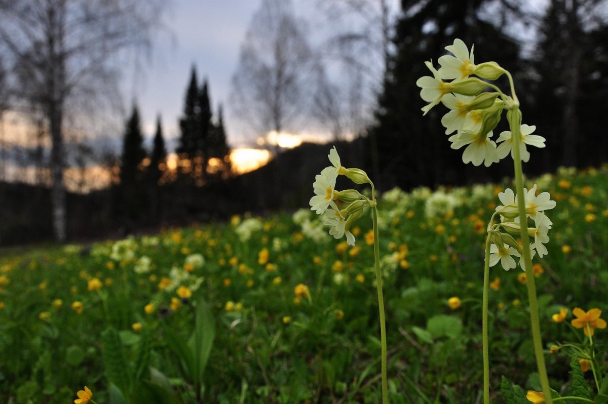 Майские первоцветы в лесу