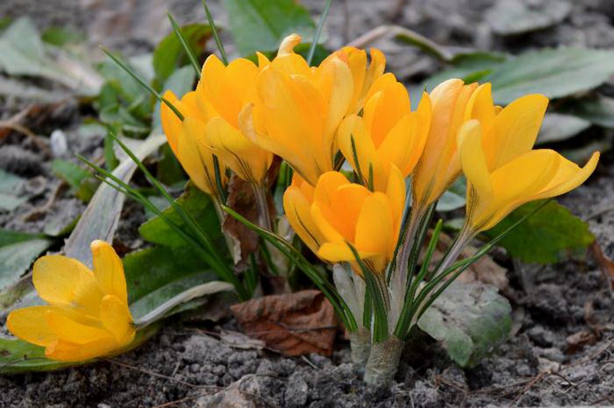 Желтые первоцветы