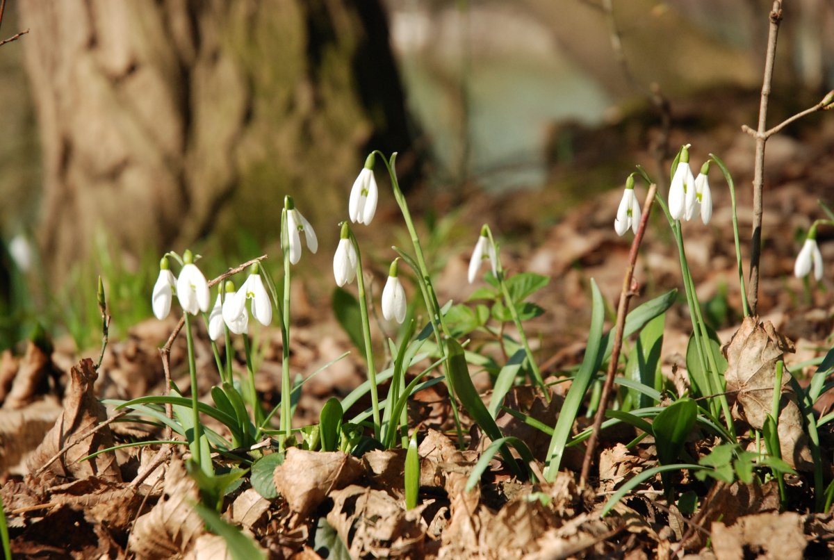 Подснежники Весна Лесные цветы