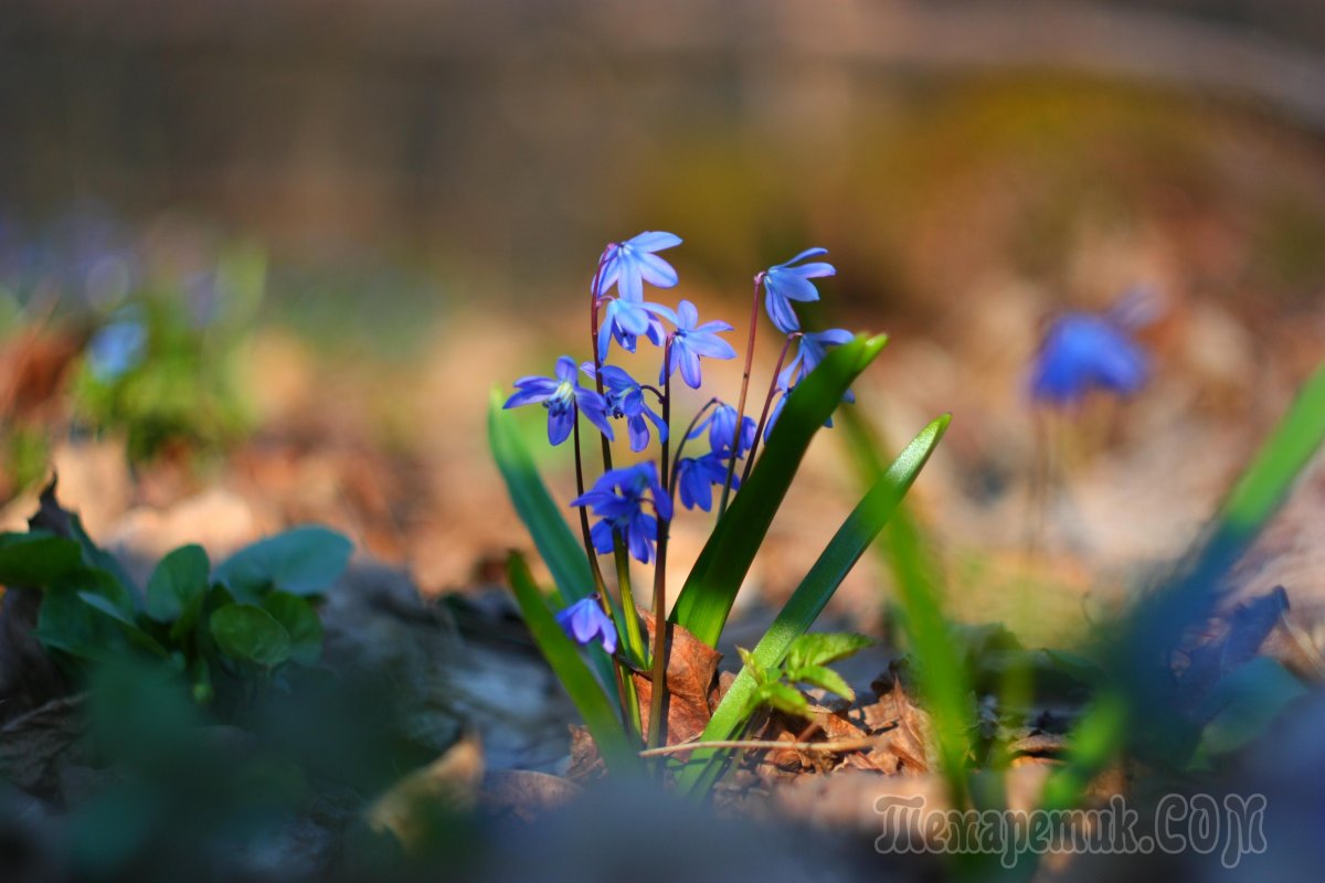Пролеска Сибирская отцвела
