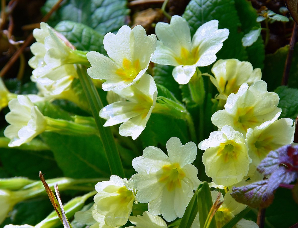 Примула сердцелистная