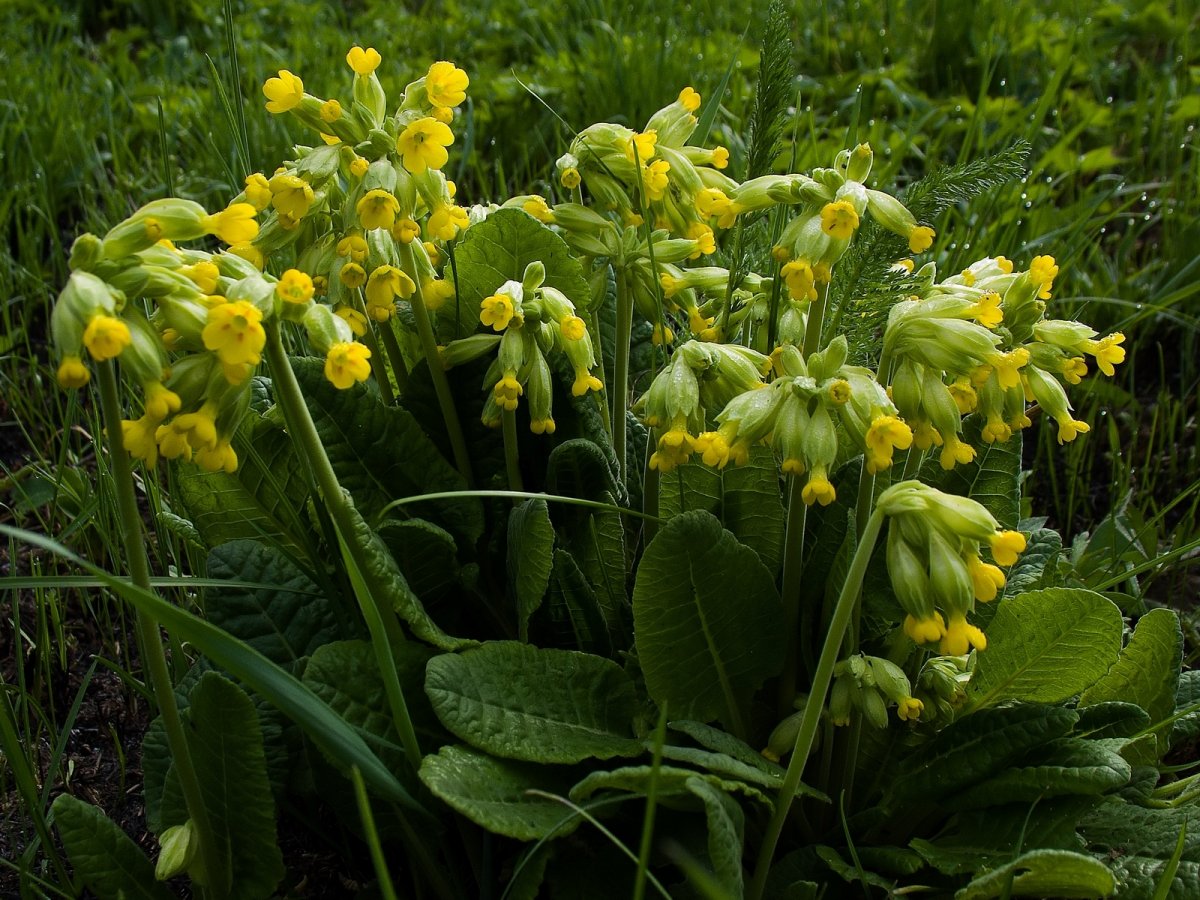 Трава первоцвет весенний