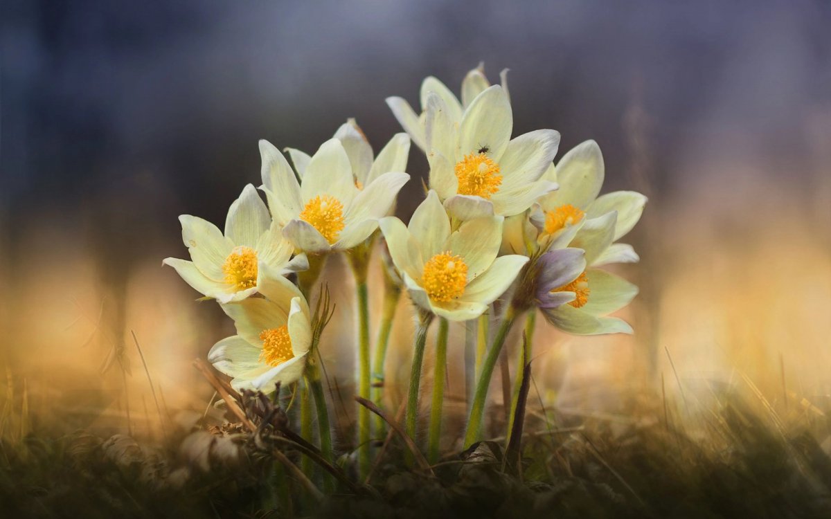 Обои на рабочий стол первоцветы 1366х768