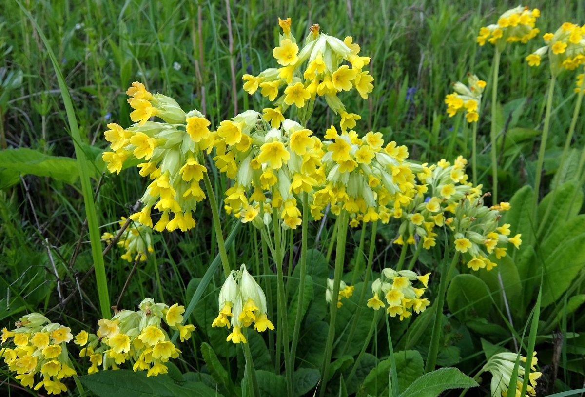 Примула, первоцвет, баранчики