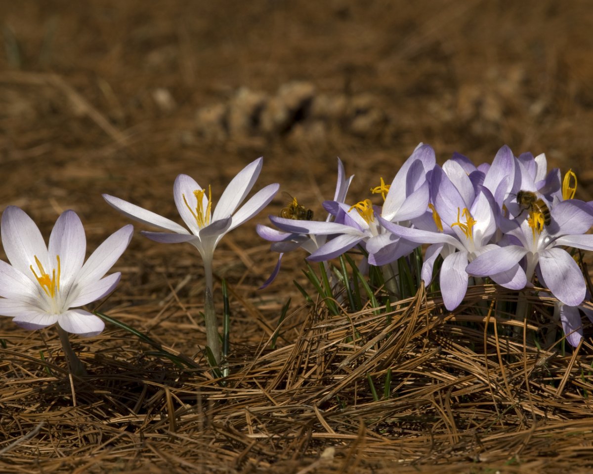 Первоцветы подснежники крокусы