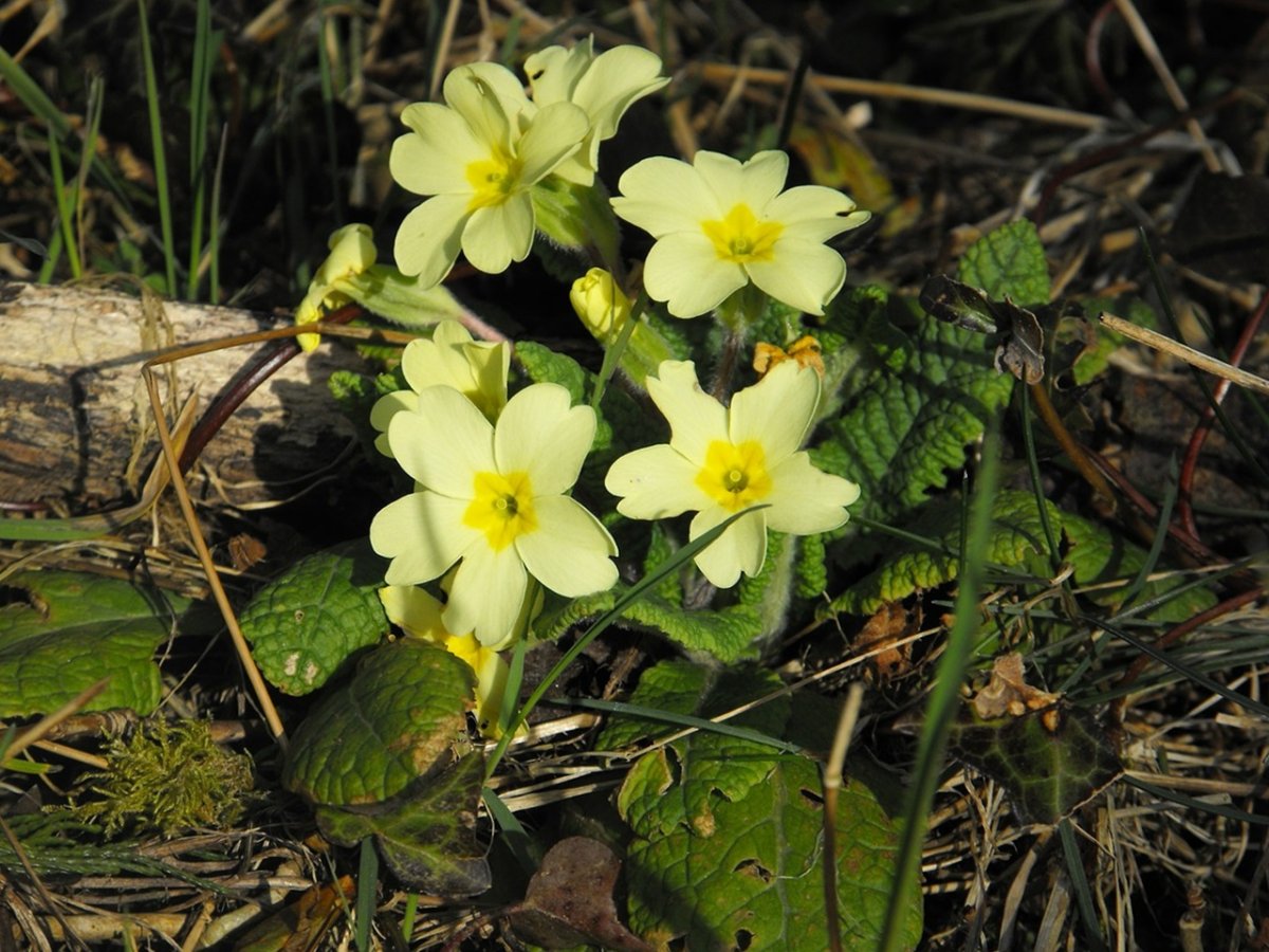 Примула Лесная
