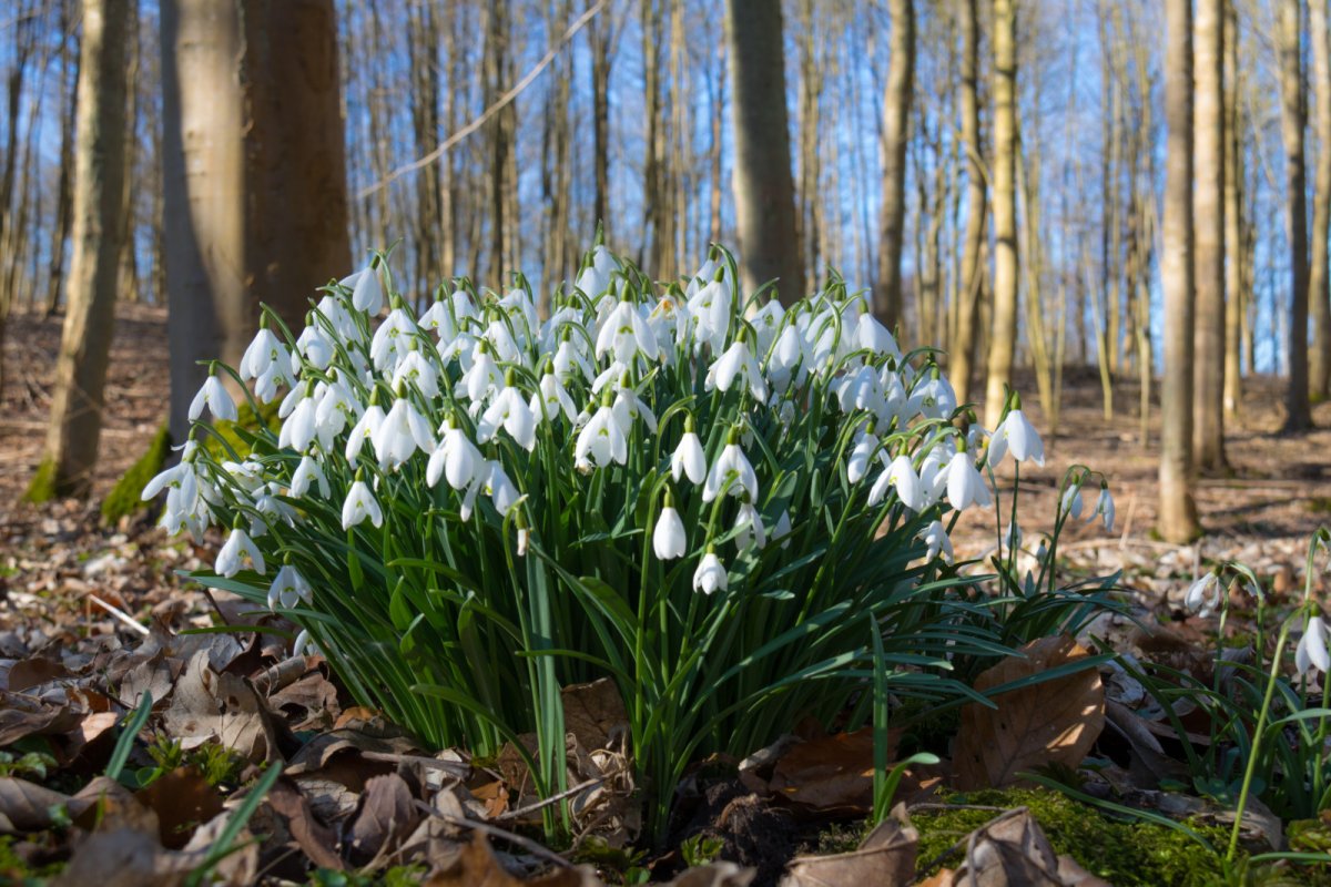 Пролеска Крокус Галантус