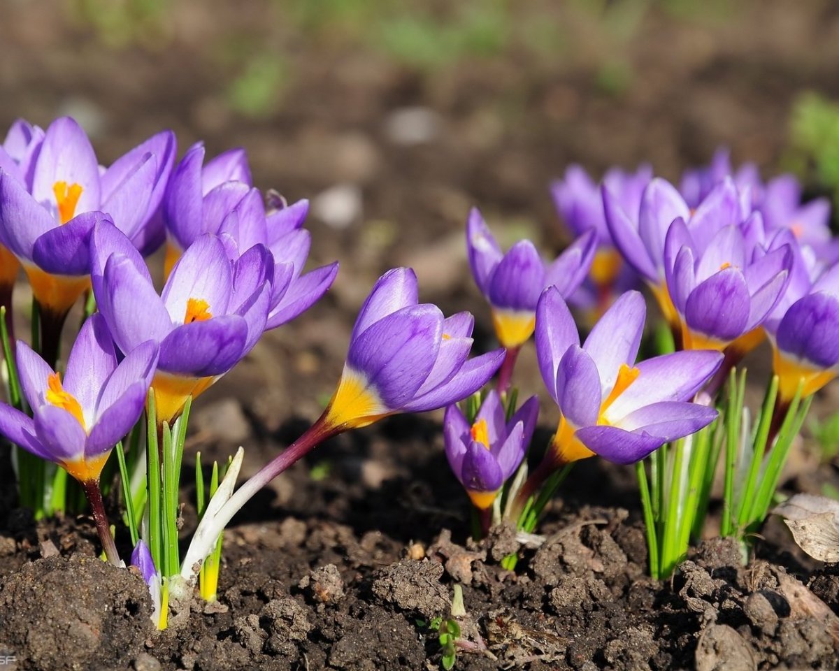 Цветы многолетники Крокус