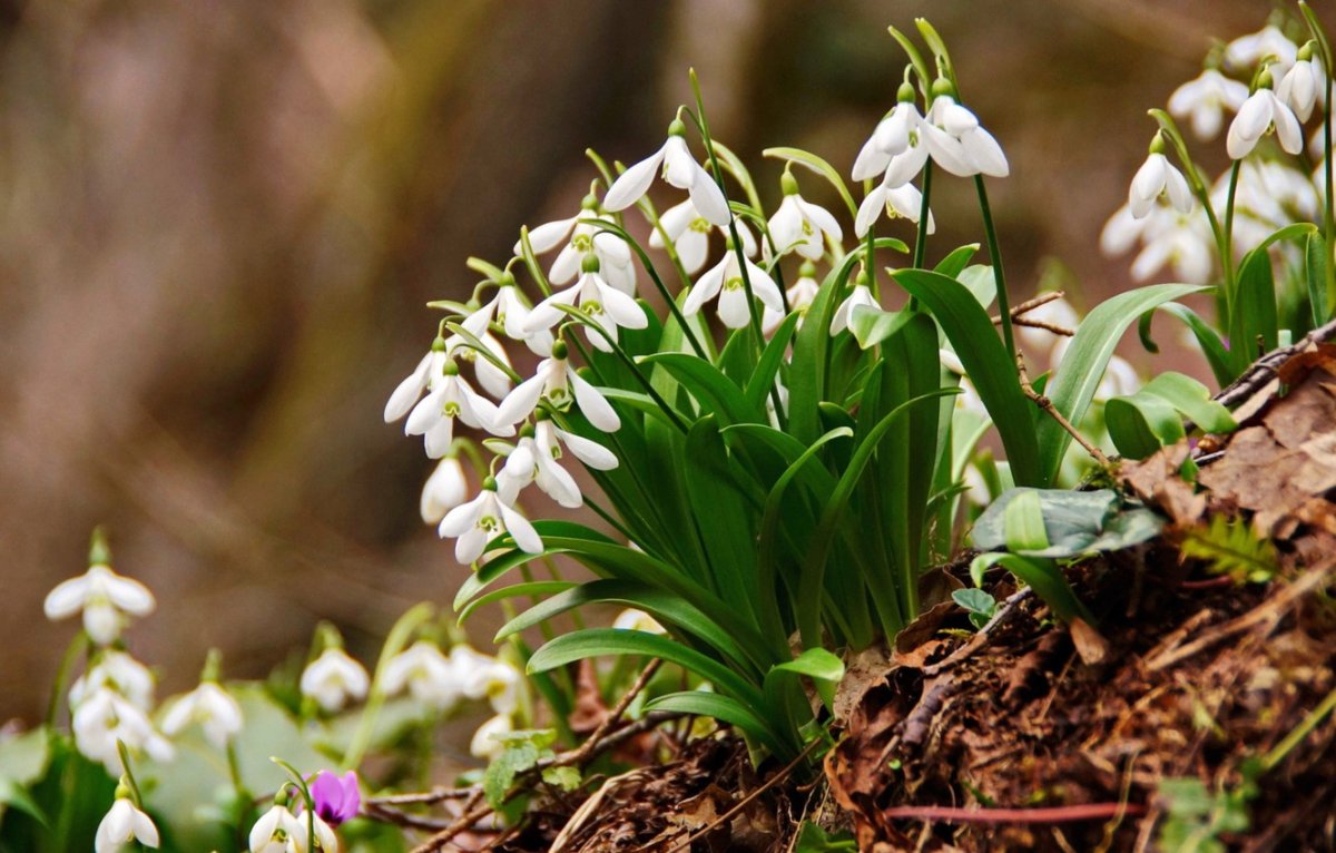 Первоцветы подснежники