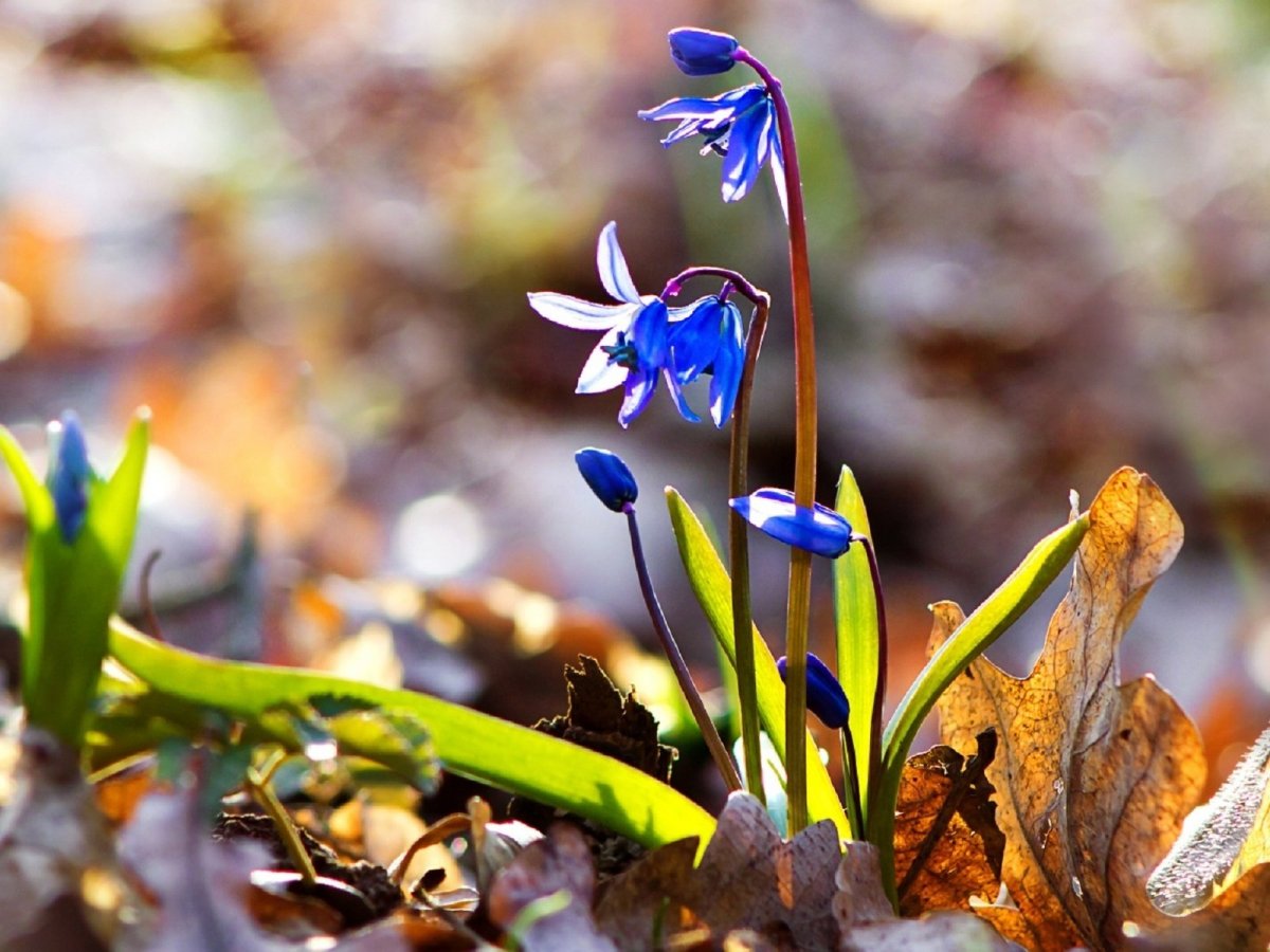 Подснежники желтые Сибирские