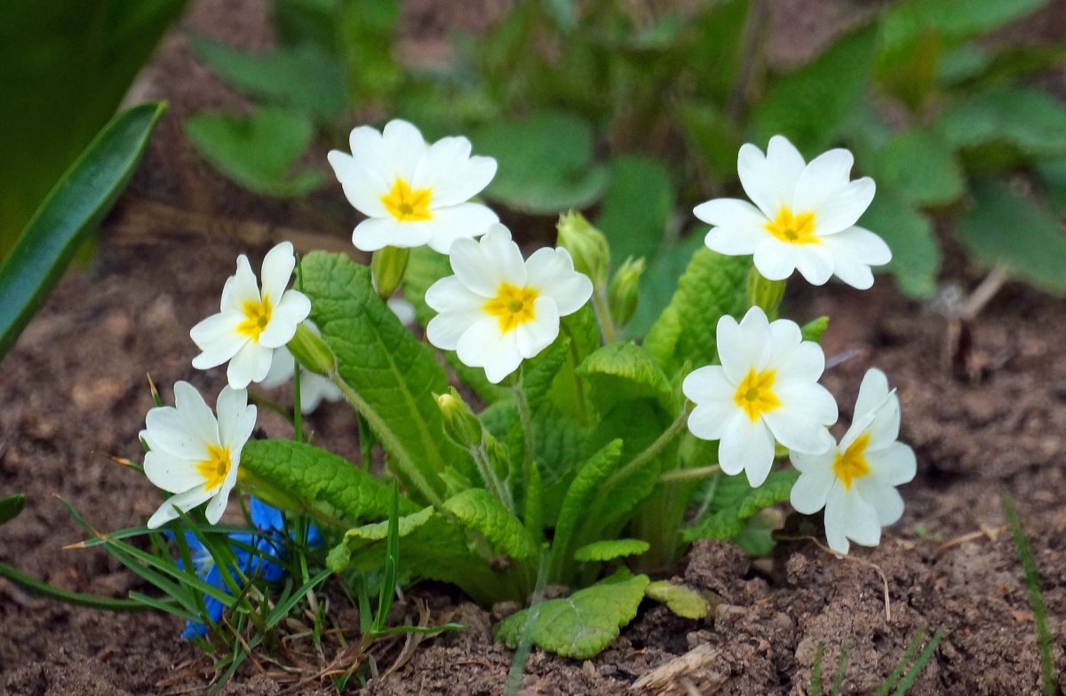 Примула первоцвет весенний