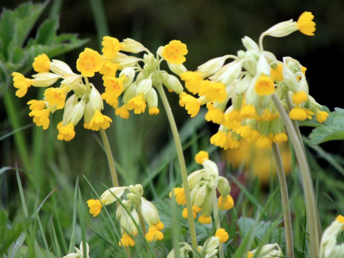 Первоцвет весенний Primula veris