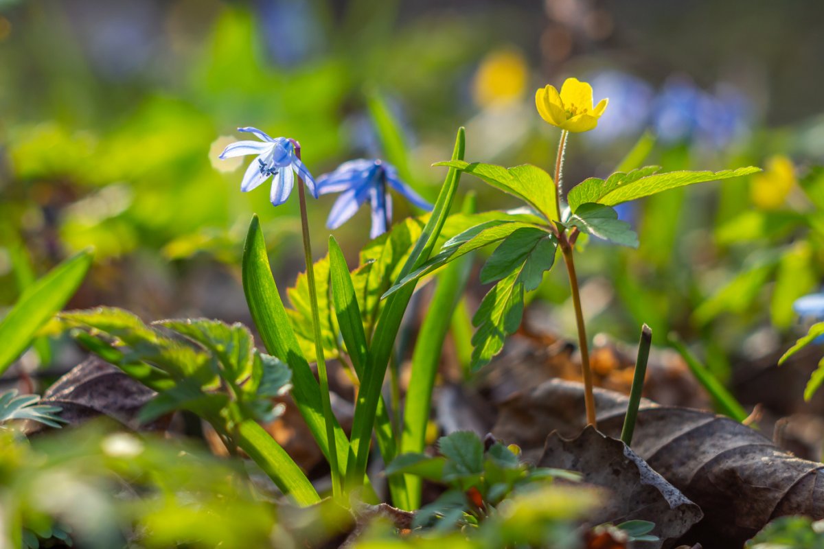 Первоцветы в лесу