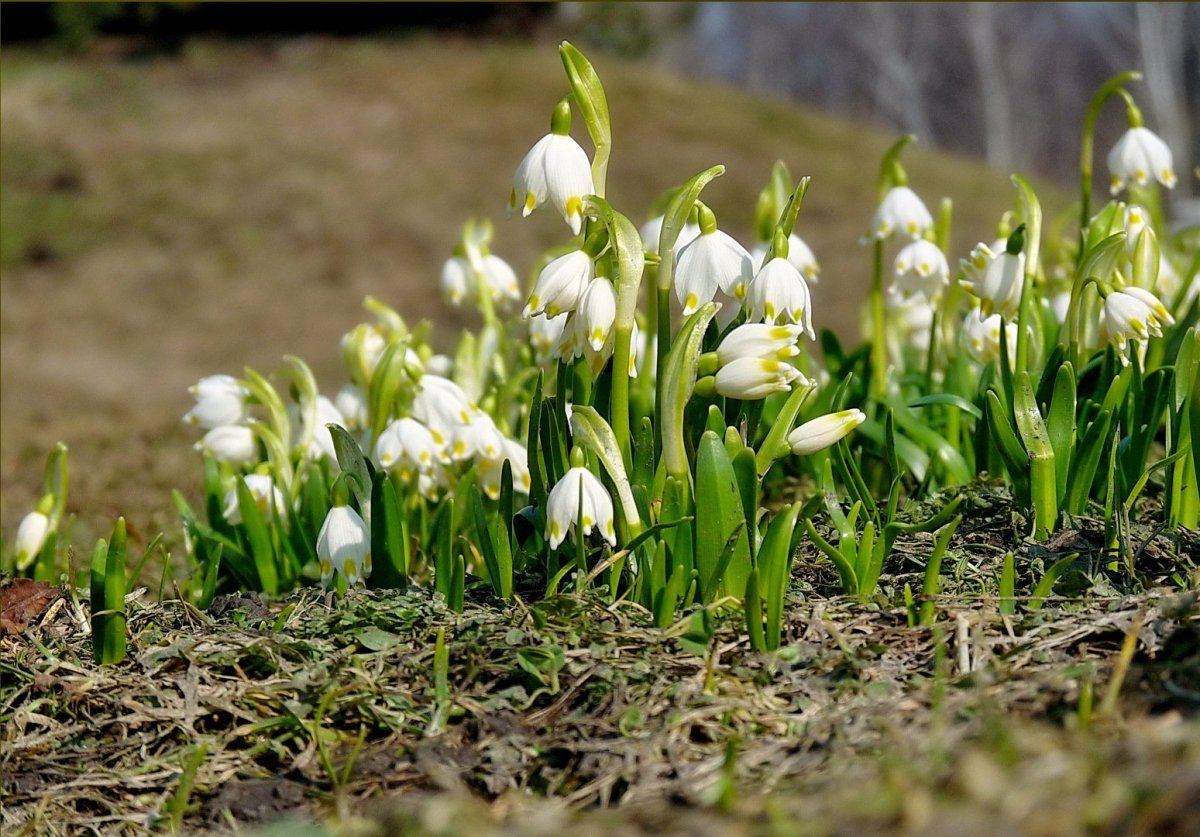 Первые цветы весны