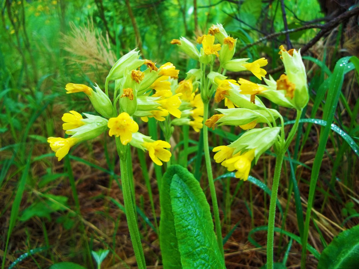 Фармсправка первоцвет весенний