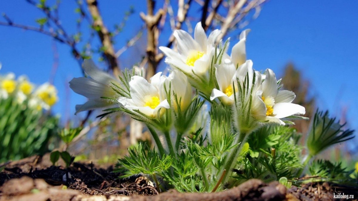 Красивая ранняя Весна