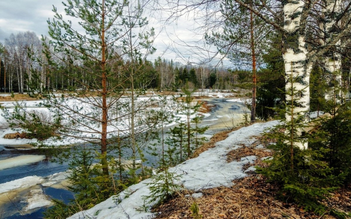 Весенний лес