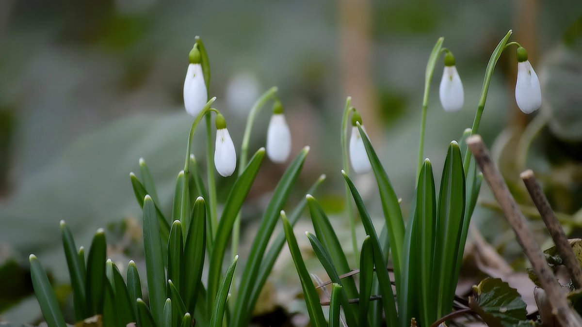 Верба и подснежники