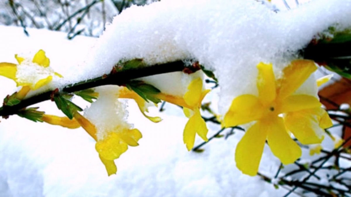 Ранняя Весна