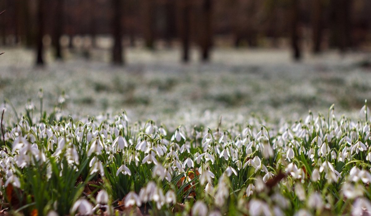 Поле подснежников