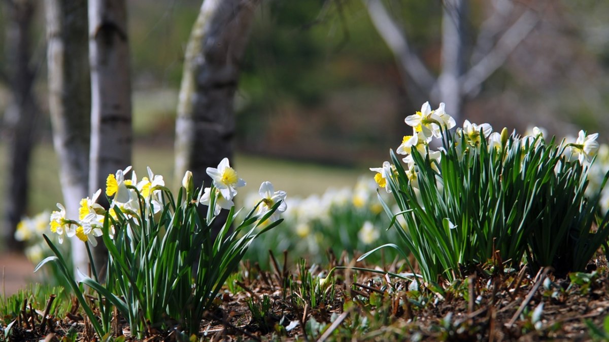 Весенний пейзаж апрель