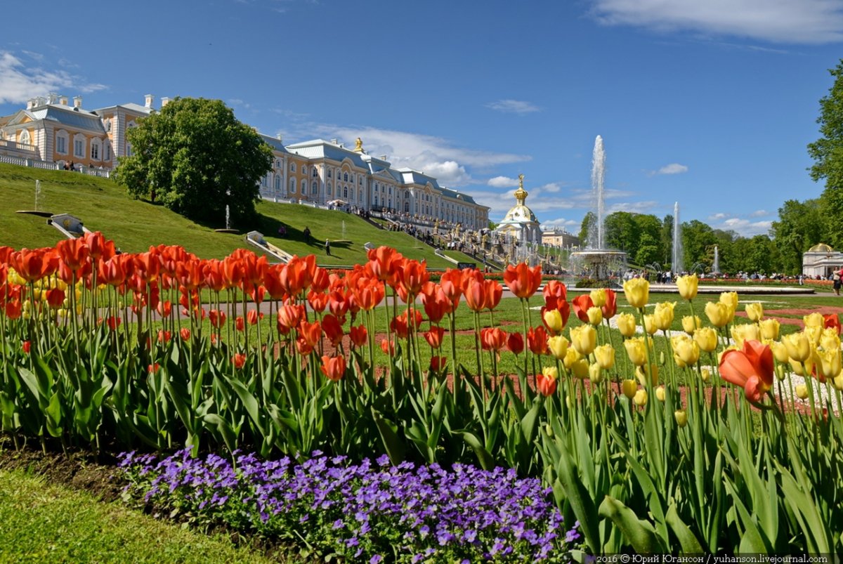 Петергоф весной