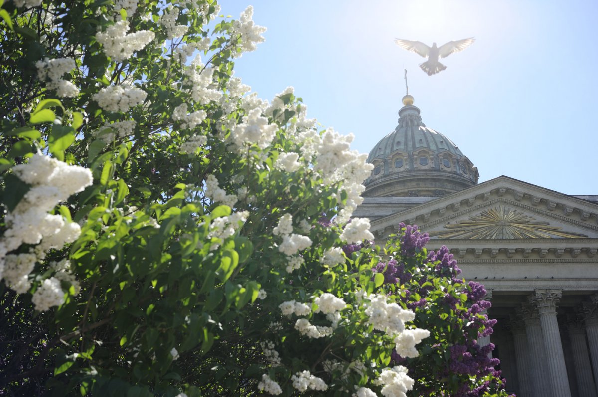 Сирень у Казанского собора в Санкт-Петербурге