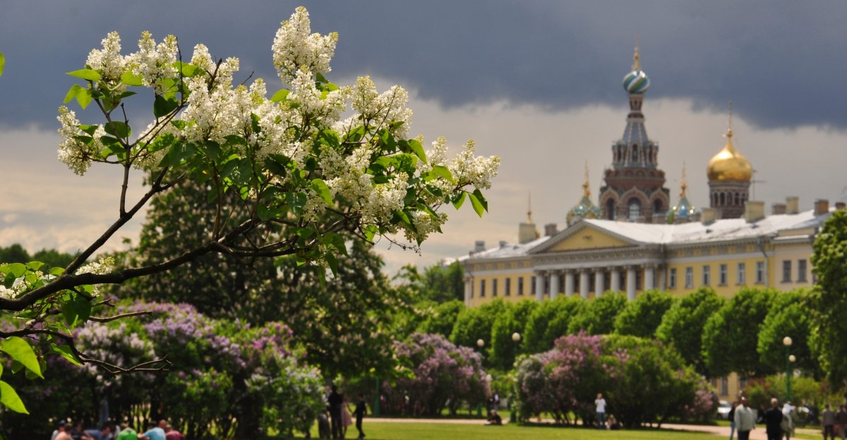 Сирень в Санкт-Петербурге