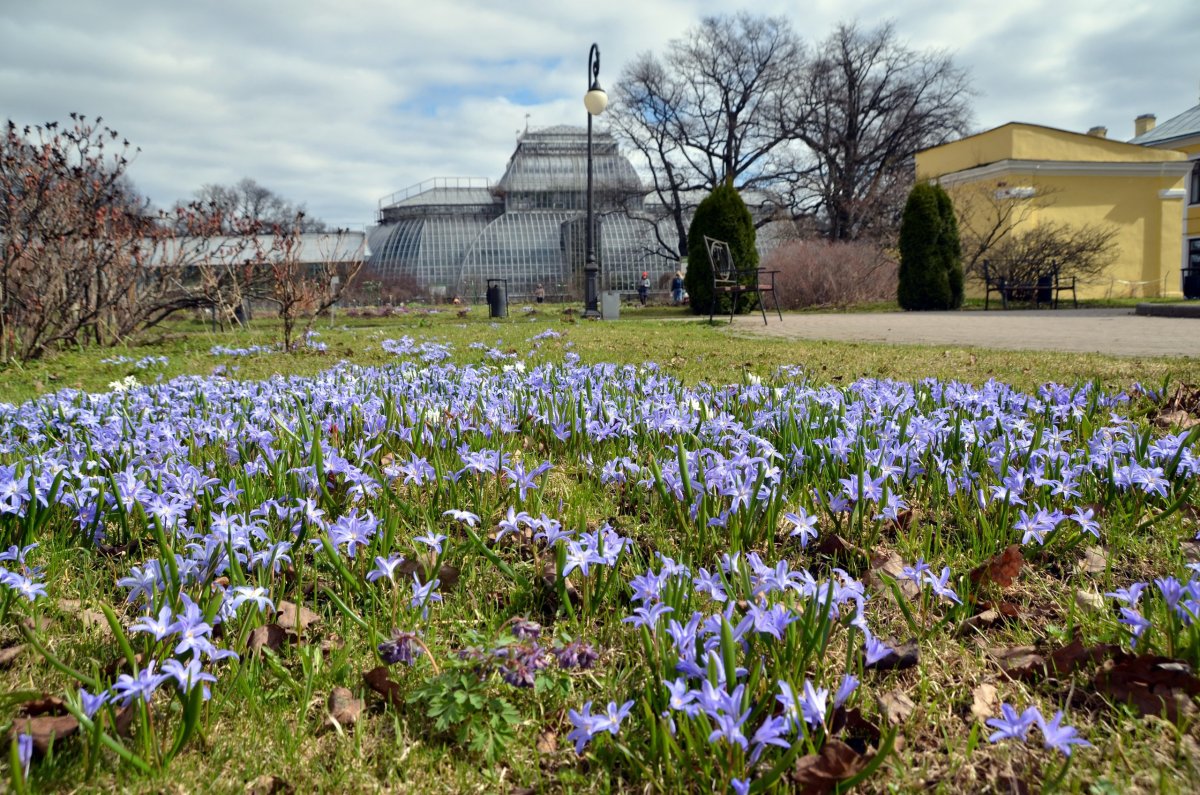 Первоцветы в Ботаническом саду Цицина