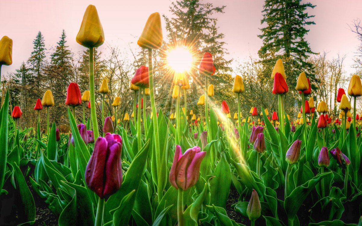 Тюльпаны в природе