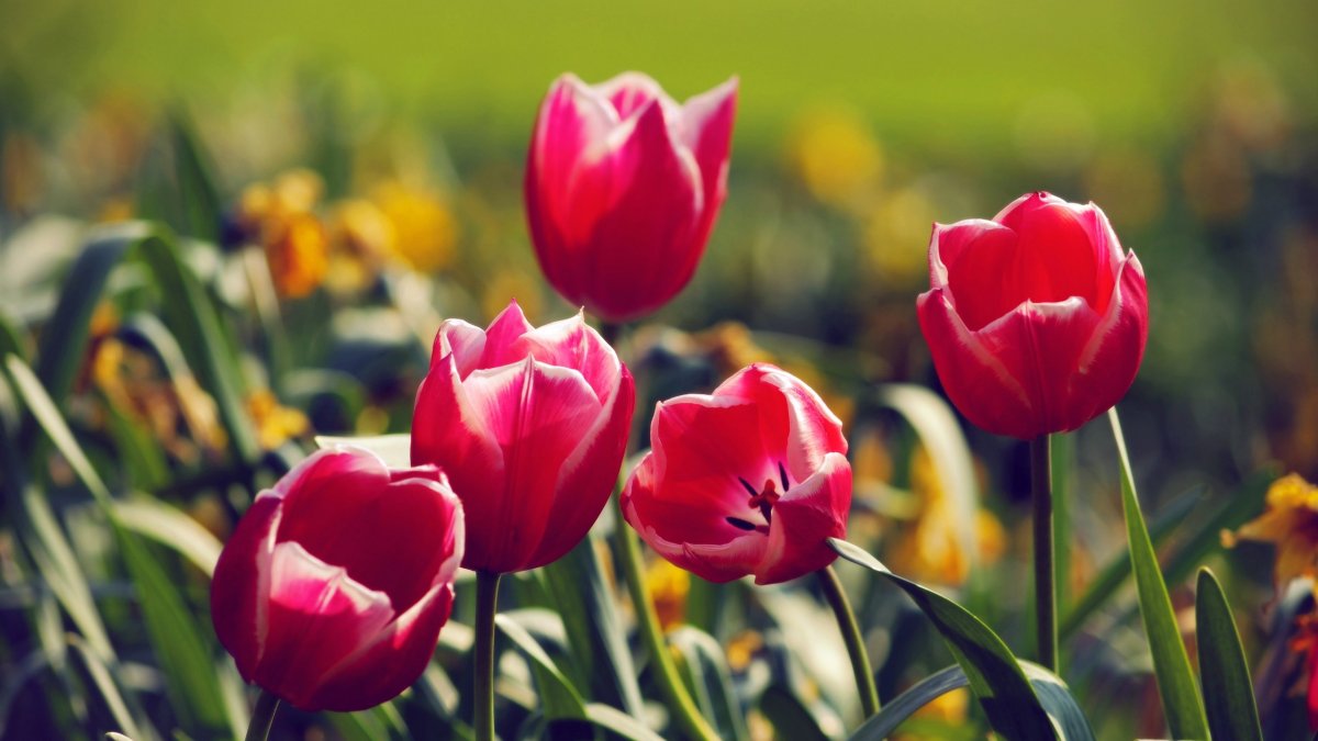 Весенние тюльпаны